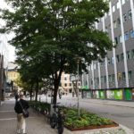 Gate i byområde, store trær skiller fortau og bilvei