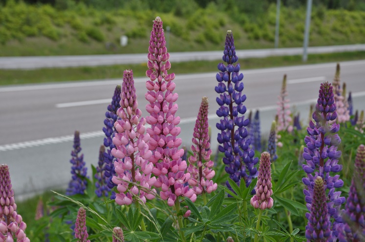 Foto av veikant med lupiner