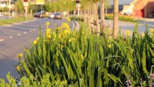 Fotoet viser en veikant med blomster og trær.