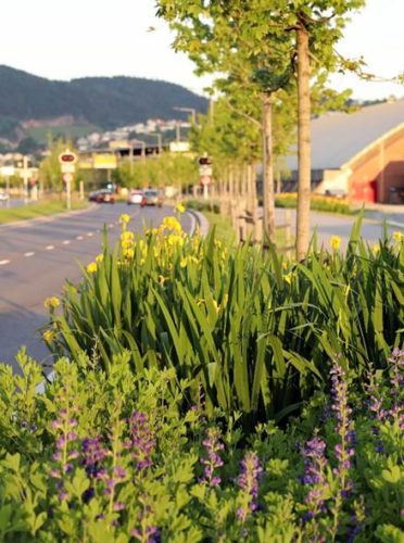 Fotoet viser en veikant med blomster og trær.
