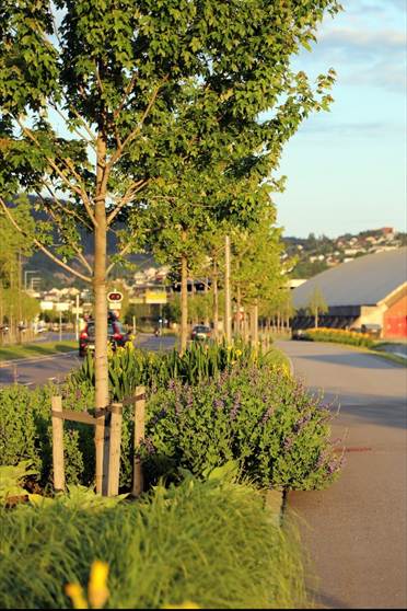 foto som viser  et regnbed i full blomst.