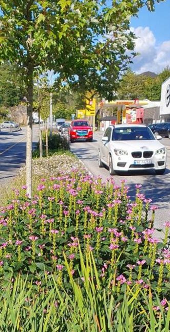 Fotoet viser et blomstrende regnbed i Arendal.