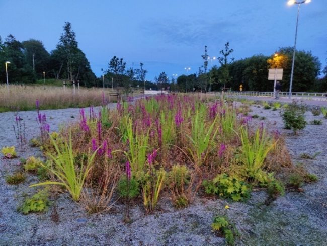 Foto av regnbed i Stavanger
