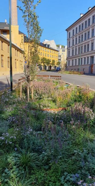 Foto som viser regnbed ved K&oslash;benhavns gate i Oslo.