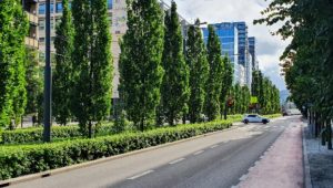 Fotoet viser grønne løvtrær langs gate og trikkelinjer i Oslo.