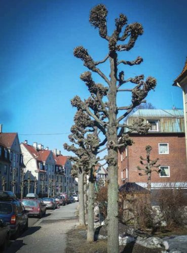 Fotoet viseren boliggate i by, med lindetr&aelig;r p&aring; begge sider av gaten.