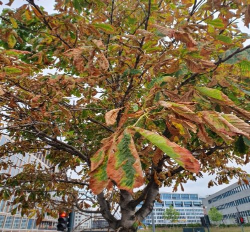 Fotoet viser et tre som er saltskadet. Treet har brune flekker, s&aelig;rlig i ytterkant av bladene.
